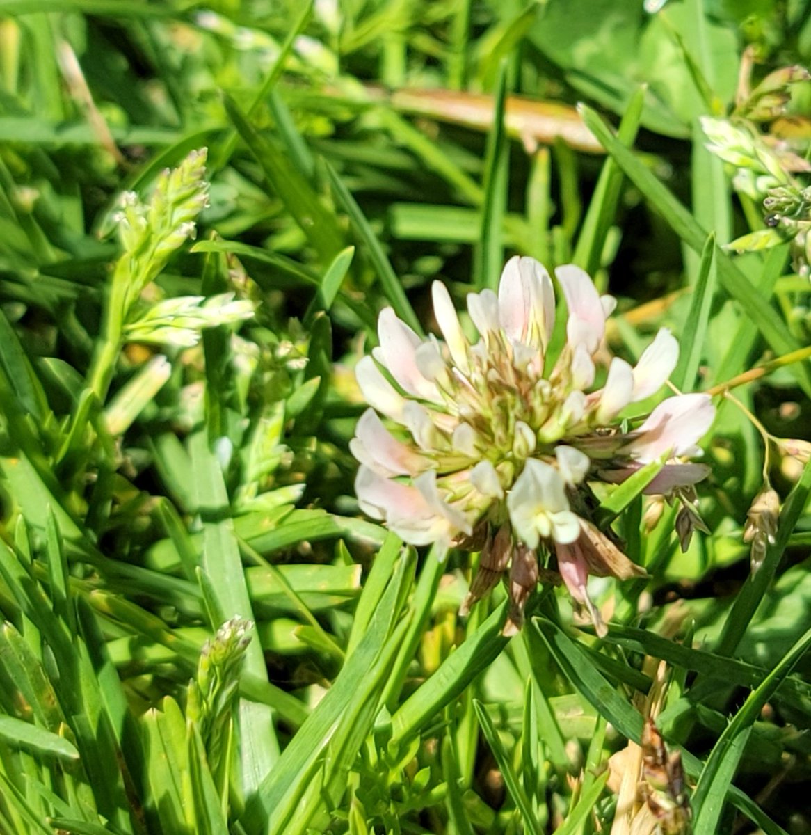 Remember clover? So scarce now, I aleays stop and record on @inaturalist. Found this at Grape Street Dog Park @BalboaPark way in the back, by the canyon