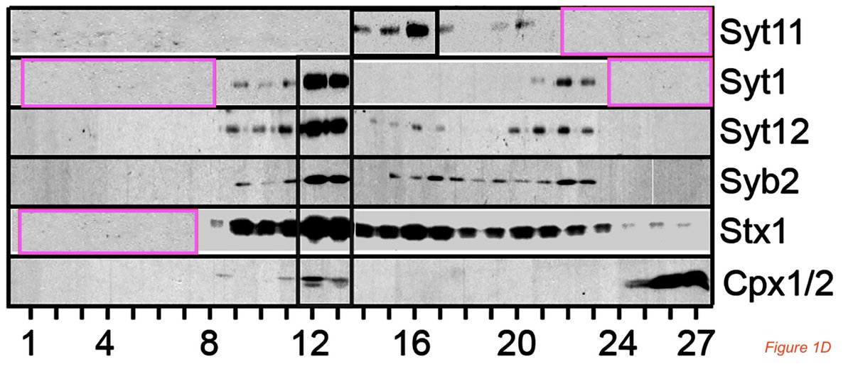 Always handy to have a negative strip of Western blot that you can use four times in the same figure! One of the corresponding authors is a Nobel Prize winner @Stanford, the other one works @scrippsresearch. #ImageForensics pubpeer.com/publications/2…