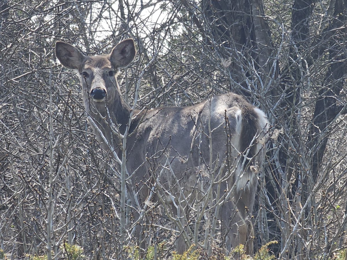 oh dear, oh deer. Gould Lake, Ontario. #beautifulKingston (photo credit Rob Palmer) w/- @dalemcmurchy