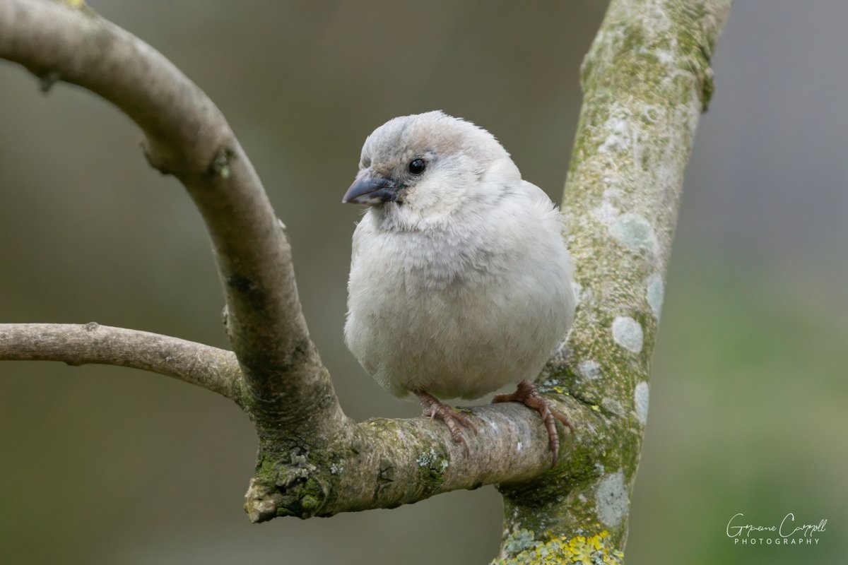 Nice to see our leucistic House Sparrow is still around - it first started visiting our garden (in Weardale) over two years ago!
#birdphotography #birds  #wildlifephotography  #BBCWildlifePOTD
@teesbirds1 @durhamwildlife @DurhamBirdClub @Natures_Voice @NatureUK @WildlifeMag