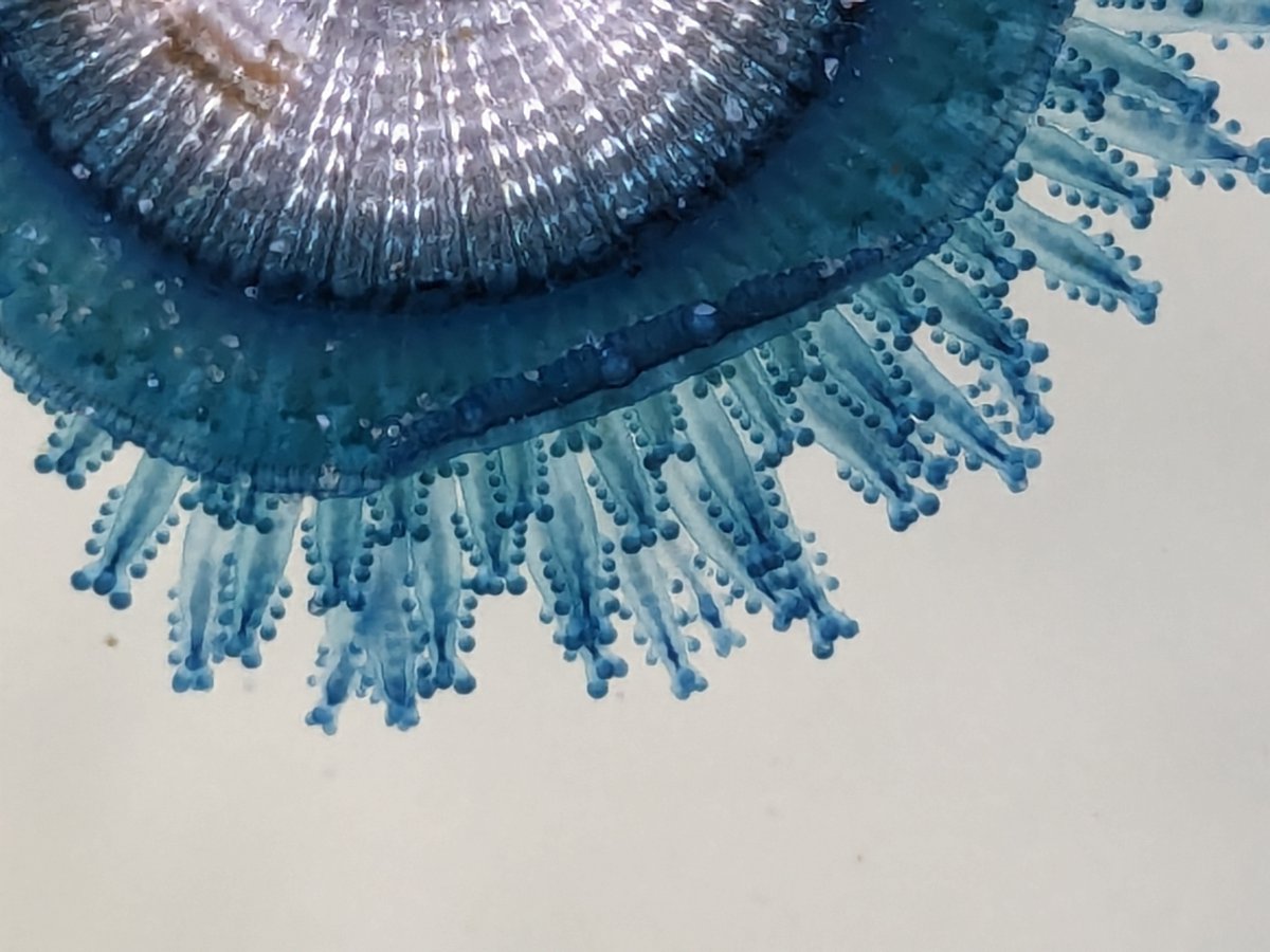 Our Observation of the Day is this Blue Button #hydroid colony seen in the United States by cjs041! You can see the individual polyps making up this colony surrounding the central, circular float. More details at: inaturalist.org/observations/2…