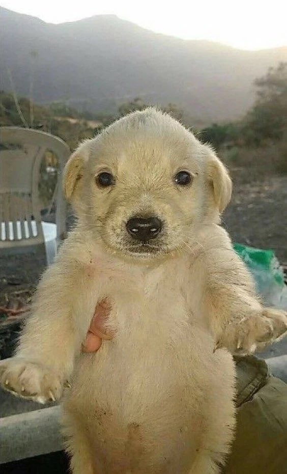 Maybe Perro Dinero, but don’t think the current market is ready for this little cutie.