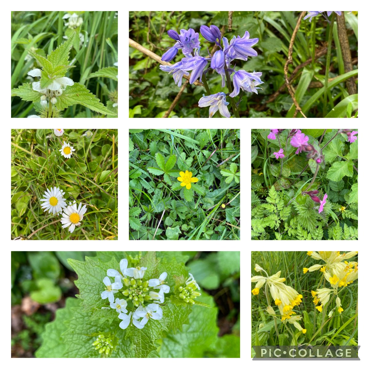 A walk on the wild side to cheer up a dull wet Sunday #sevenonsunday ⁦@365DaysWild⁩