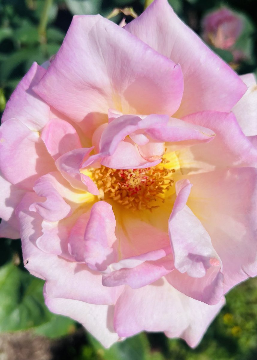 Pink rose

Appreciation, Gratitude, Thankfulness