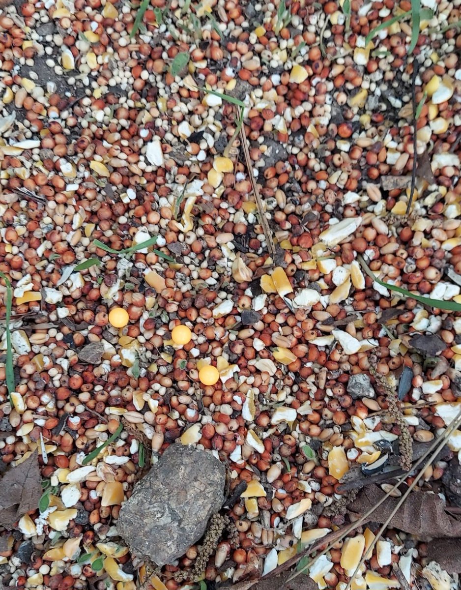 Tfw you realize kiddo didn't switch to the biodegradable pellets & now you're scrambling to pick up all the deadly toxic pellets that look just like corn and the entire reputation of your bird oasis is at risk in the bird community!They're gonna be tweeting about this tonight😭
