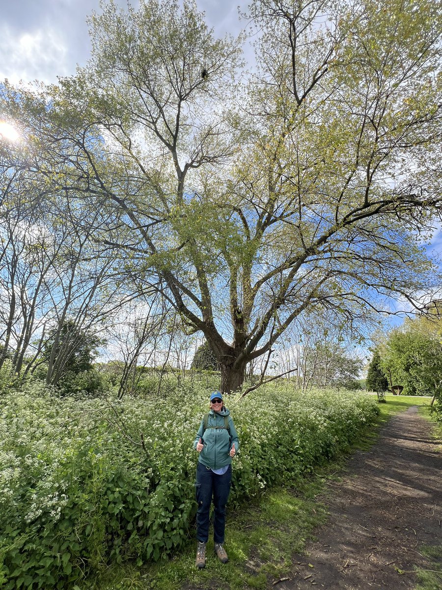 Paid a visit to my favourite tree - one of the black poplars on the banks of the Lea at Hackney Marshes 🌳 😍