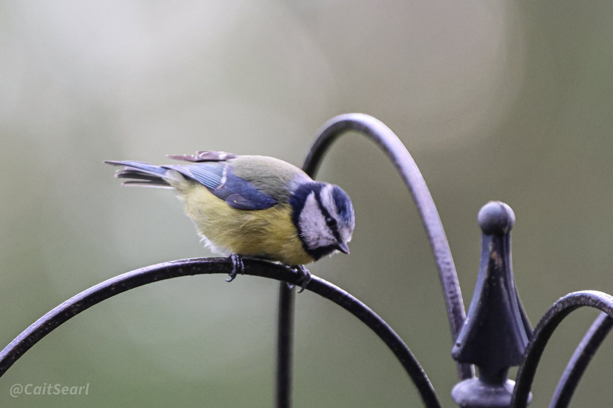 Another #bluetit
#birdwatching #birdphotography
#TwitterNaturePhotography 
#TwitterNatureCommunity