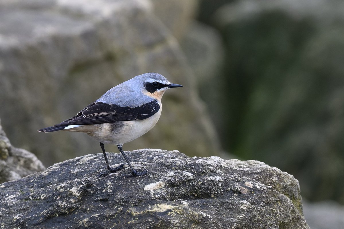 Rain through most of the day cleared mid-afternoon, revealing a decent arrival of birds, mostly Wheatears with 79 logged across the recording area, also two Scaup, a Jack Snipe, an Osprey, five Ring Ouzel, three Redstart and three Tree Pipit. Today's log: trektellen.nl/count/view/285…