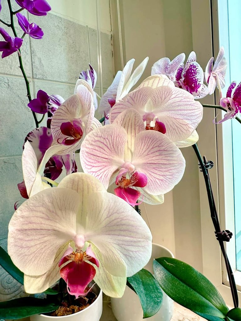 After 2 years of failure, finally this year, my Orchid is blooming .
The beauty has captivated me.
I am surely looking for more orchid  varieties.

#backyardgardener
#orchids