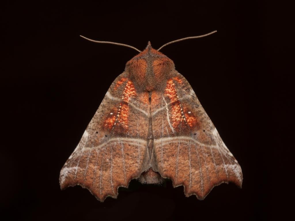 Did you know that herald moths are the first recorded insect to use the piloerection mechanism for thermoregulation. What this means is that they use what we know as goosebumps to regulate their body temperature.

Image: Herald Moth