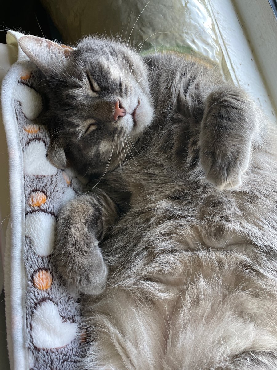 Dorian's just a baby in a big boy's body!💖😻😺 This 5yo gentle giant is a lap cat & he's ready for a home! #va #dc #nova #virginia #washingtondc #maryland #cats #pets #SundayFunday #sunday #CatsLover #GoodVibes #sleeping #KittyTwitter #AdoptDontShop #love #luv #cute