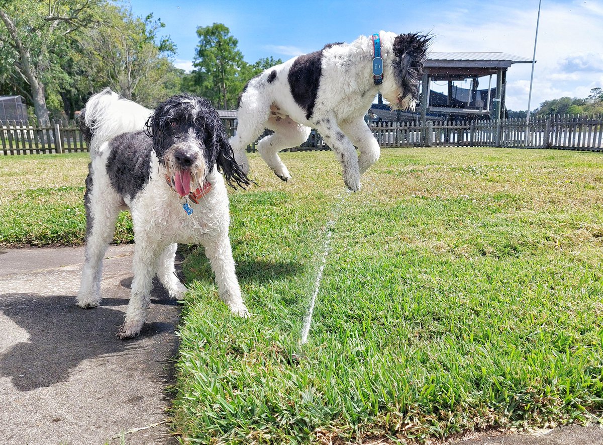 Jumping into Sunday shenanigans 🤪 #shenanigans #dogsoftwitter #DogsOfX