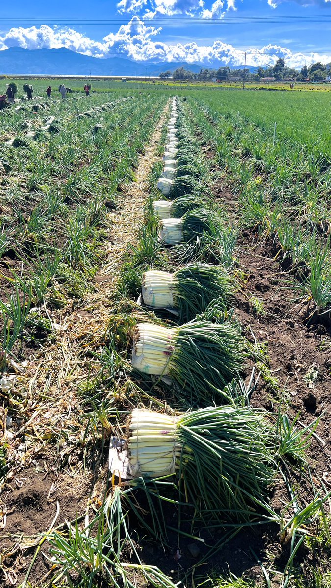 Es necesario transformar el campo para hacer de colombia la potencia mundial agrícola que soñamos. Hasta la Reina de la cocina ya se puso en fila india para unirse al cambio. #LeMarchoAlCambio