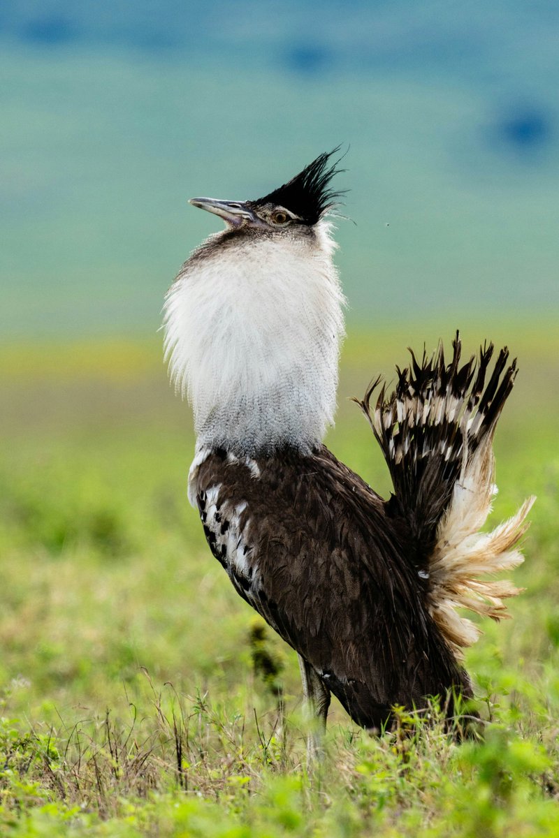 Kori bustard ready for the party 🇹🇿 #nature #wildlifephotography