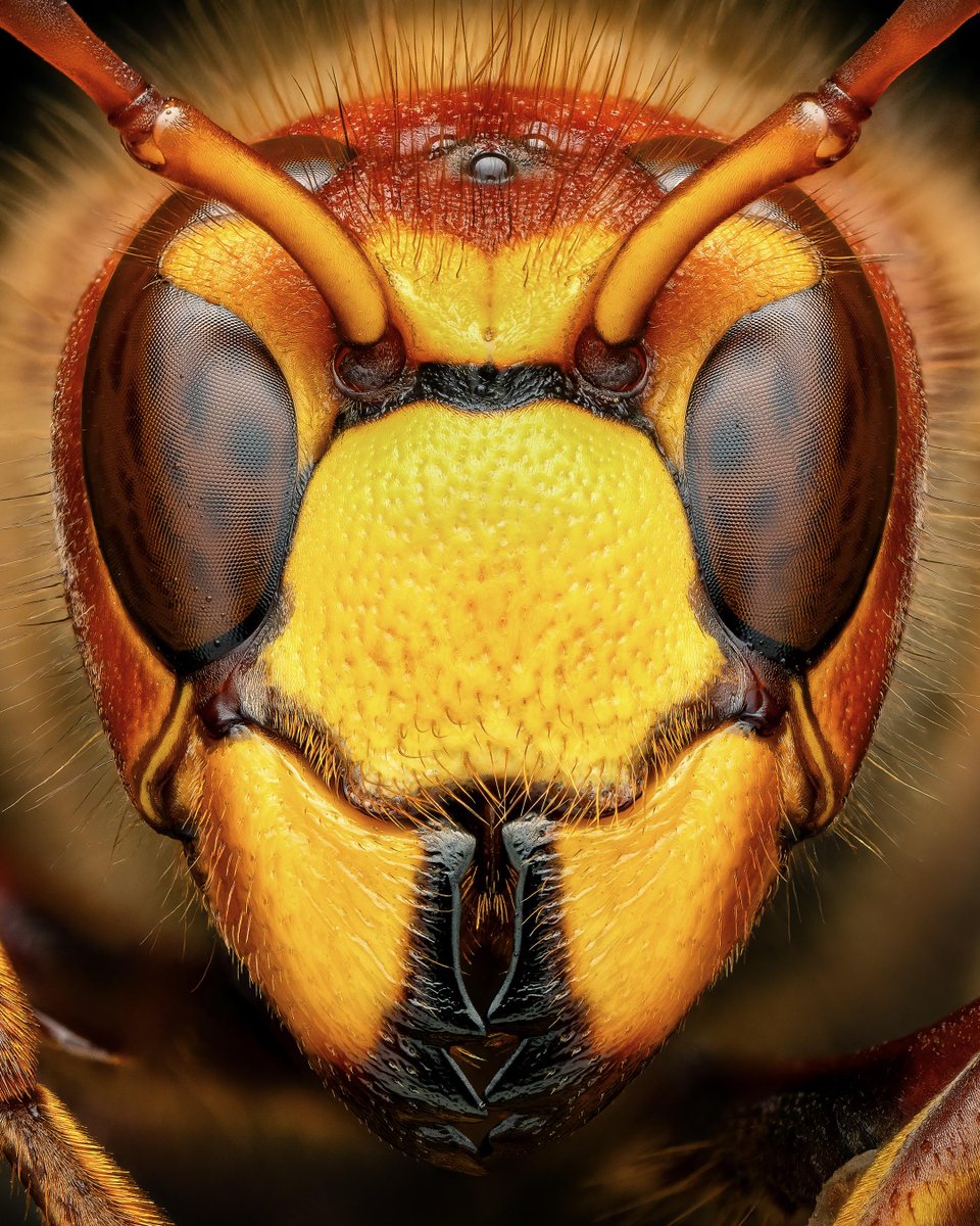 🔥 Close-up of a European hornet queen [OC]