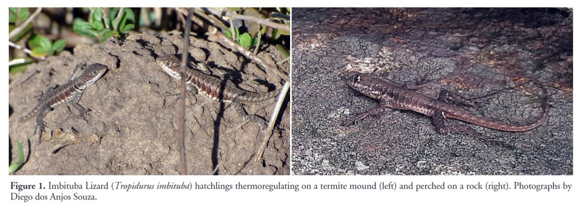 'First winter reproductive record of the Imbituba Lizard, Tropidurus Imbituba Kunz and Borges-Martins 2013, a critically endangered microendemic from Brazil' by Souza et al. (2024) has recently been published in #ReptilesandAmphibians: doi.org/10.17161/randa… #Herpetology