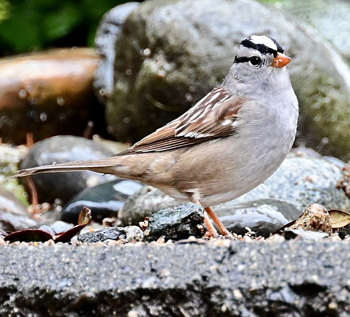 The theme is #sparrows QP or share your #sparrow photos📸📷 White-crowned Sparrow on a rainy Sunday in the #backyard 🌧️ #SparrowSunday