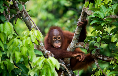 Kuala Lumpur & Borneo Adventure

Sepilok Orangutan Rehabilitation Centre
Bornean Sun Bear Conservation Centre
Labuk Bay Proboscis Monkey Sanctuary

10 nights  Depart 12 Nov 2024

holidaystravelmore.co.uk

#kualalumpur #Borneo #orangutan #SunBear #Monkey #Asia #AnimalLovers