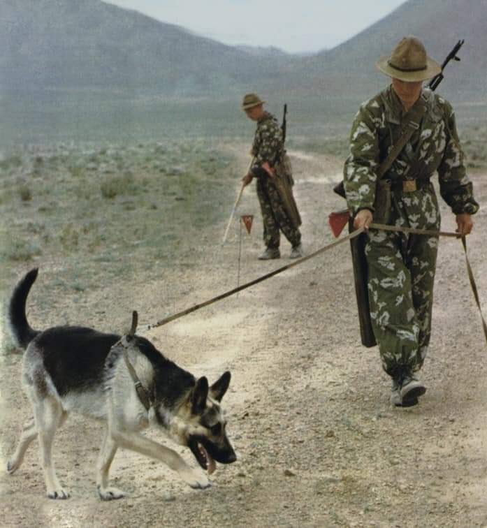 soviet-afghan war dogs