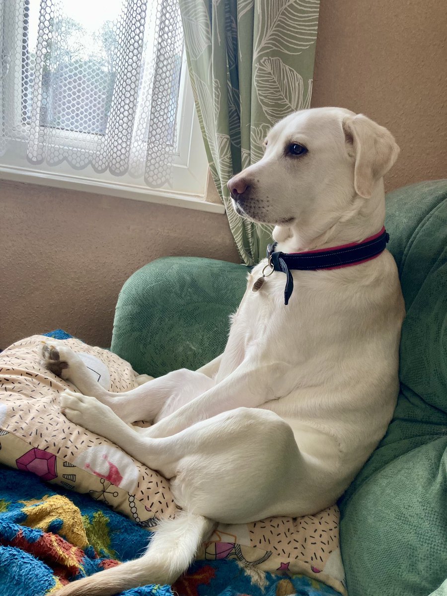 When you are so deep into watching your show, that you turn from dog to human chilled out surfer, just Shaye casually watching @thedoghouse_tv #TheDogHouse