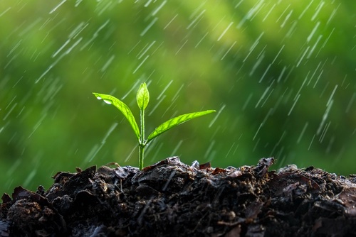 newborn seedling
baptized
by spring rain

📷Cubebees