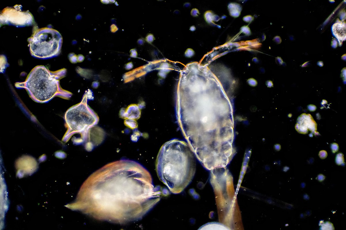 Plankton help predict ocean biodiversity losses: Research shows that studying ancient plankton helps predict future biodiversity losses from climate change. earth.com/news/plankton-… #EarthDotCom #EarthSnap #Earth