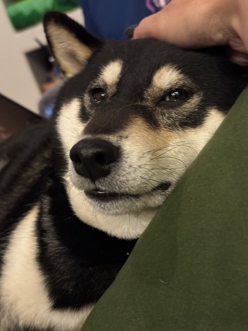 @scum_art He was upset I didn&rsquo;t give him my chicken https://t.co/jc5xPSJFBi<a class="tags" target="_blank" title="On Twitter" href="/?out=eyJ0eXAiOiJKV1QiLCJhbGciOiJIUzUxMiJ9.eyJpYXQiOjE3Njc5OTI0NzgsImlzcyI6InR3cG9ybnN0YXJzLmNvbSIsIm5iZiI6MTc2Nzk5MjQ3OCwiZXhwIjoxNzk5NTI4NDc4LCJyZWRpcmVjdF91cmwiOiJodHRwczovL3guY29tL3NjdW1fYXJ0In0.SuCQhXj3hbDeglG2bL3H3ZdebOs-fCKUJVyQolrqP4D2sMtjKWcQ3x0FKpn9Dczdx5OswalIrEXPT4zTiSXEww">@scum_art</a><a href="/tag/eldenring"class="tags"><span>#eldenring</span></a><a href="/tag/rannithewitch"class="tags"><span>#rannithewitch</span></a>