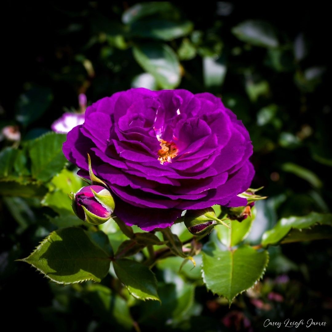 Garden Rose

📍Atlanta, GA
📷 Nikon Z50

#rose #roses #rosesofinstagram #roseslover #purpleroses #flower #flowerphotography #garden #flowergarden #flowersofinstagram #gardenphoto #gardenphotography #botanical #botanicalphotography #atlantaphotographer #atlanta #atlantaga