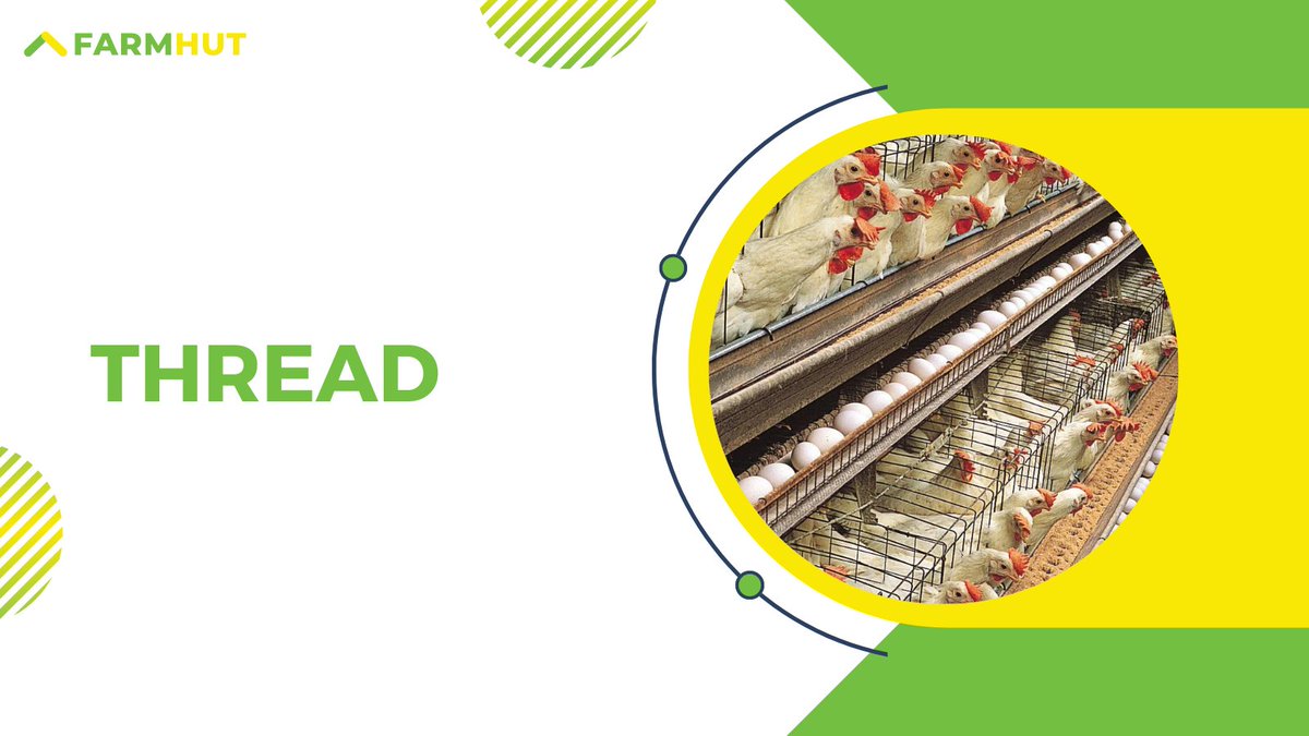 🐔 This week, our journey through poultry health took a serious turn as we faced the realities of fowl cholera. It’s a disease that doesn’t just knock on the door; it breaks it down, with a staggering mortality rate that can hit 100%. A reminder of nature’s unforgiving side.🧵🧵