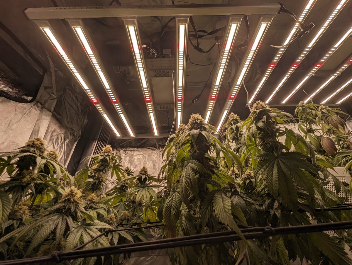 GoonerBudz_Fc's tweet image. Final feeding and water for the gals @MarsHydroLight #fce4800 #CannabisCommunity
