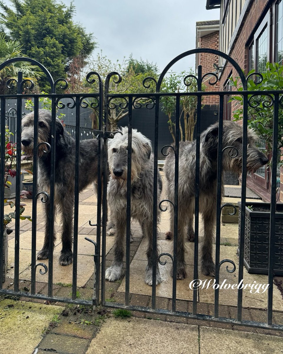 “Would someone open this gate please!”🐺❤️ #IrishWolfhound #dogs #DogsofTwitter #DogsofX