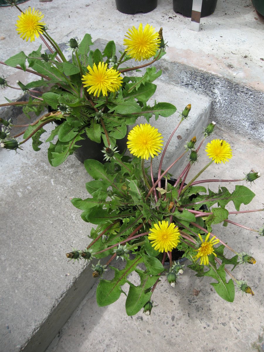 What a wonderful #InternationalDayoftheDandelion Chipping in my article on the fun you can have potting up #dandelions (yes, really) and how they can help early-flying insects🐝 tinyurl.com/5m6766wf #gardening #nature #gardens 1/2