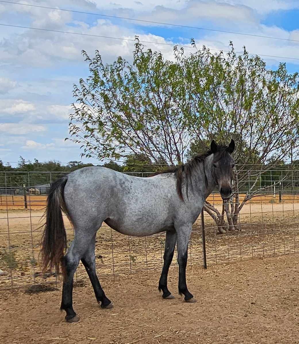 Hello all! Today we start with $40.90 needed to meet the $100 donor match! Our beautiful sanctuary horse Layla is very much hoping she and the remaining 20.5 horses get their $30 hoof trims sponsored. Can you please help us with any amount towards the $616. 71 STILL NEEDED??!!…