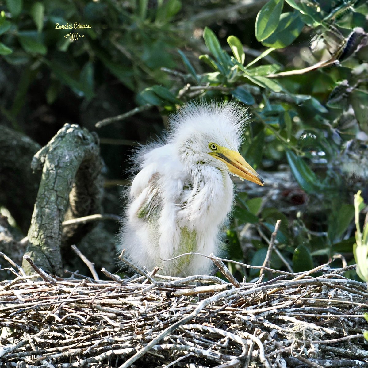 #birds #BirdsOfX #birding #birdwatching #birdphotography #NaturePhotography
Baby great egret
Fl., USA
Apr. 2024