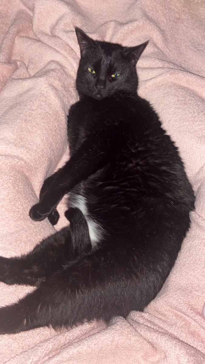 munchie & marley 🐾 tweet media