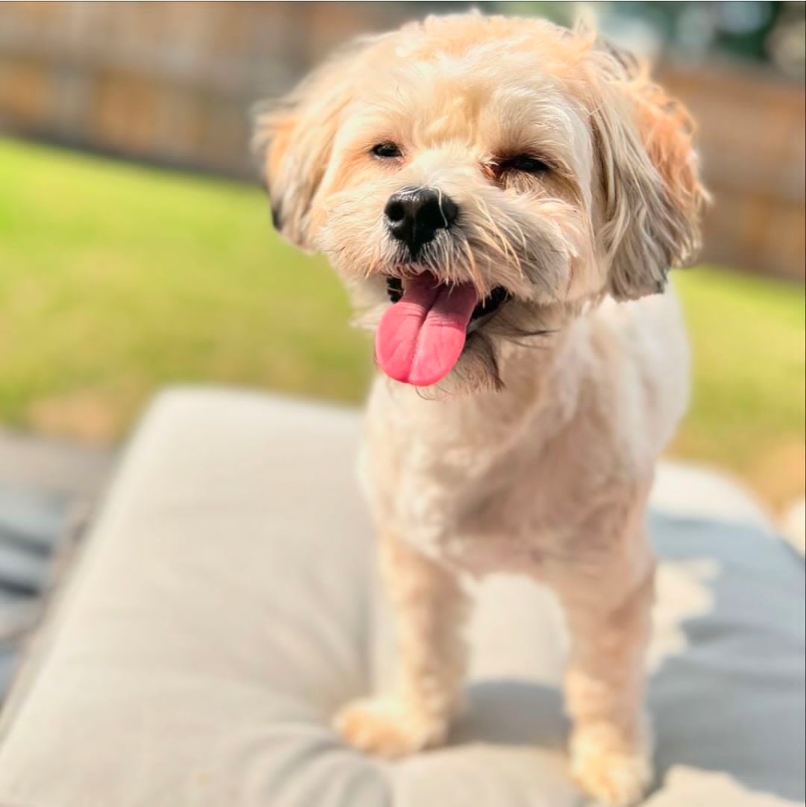 😋🐾 It's Tongue Out Tuesday and this pup in Atlanta is showing off his best blep! 😛

Let's spread some joy and laughter today! 🌟 Don't forget to tag us in your adorable tongue-out moments! 📸
🐶Beans

#TongueOutTuesday #AtlantaPets #Blep #DogsofAtlanta #HappyPup #TuesdayVibes