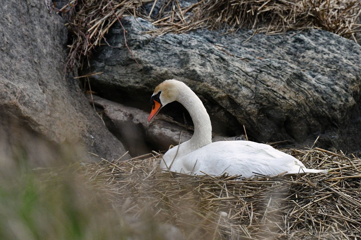 After two years of nest failure, maybe this year will be productive for a Mute Swan couple at Marine Park in Brooklyn.