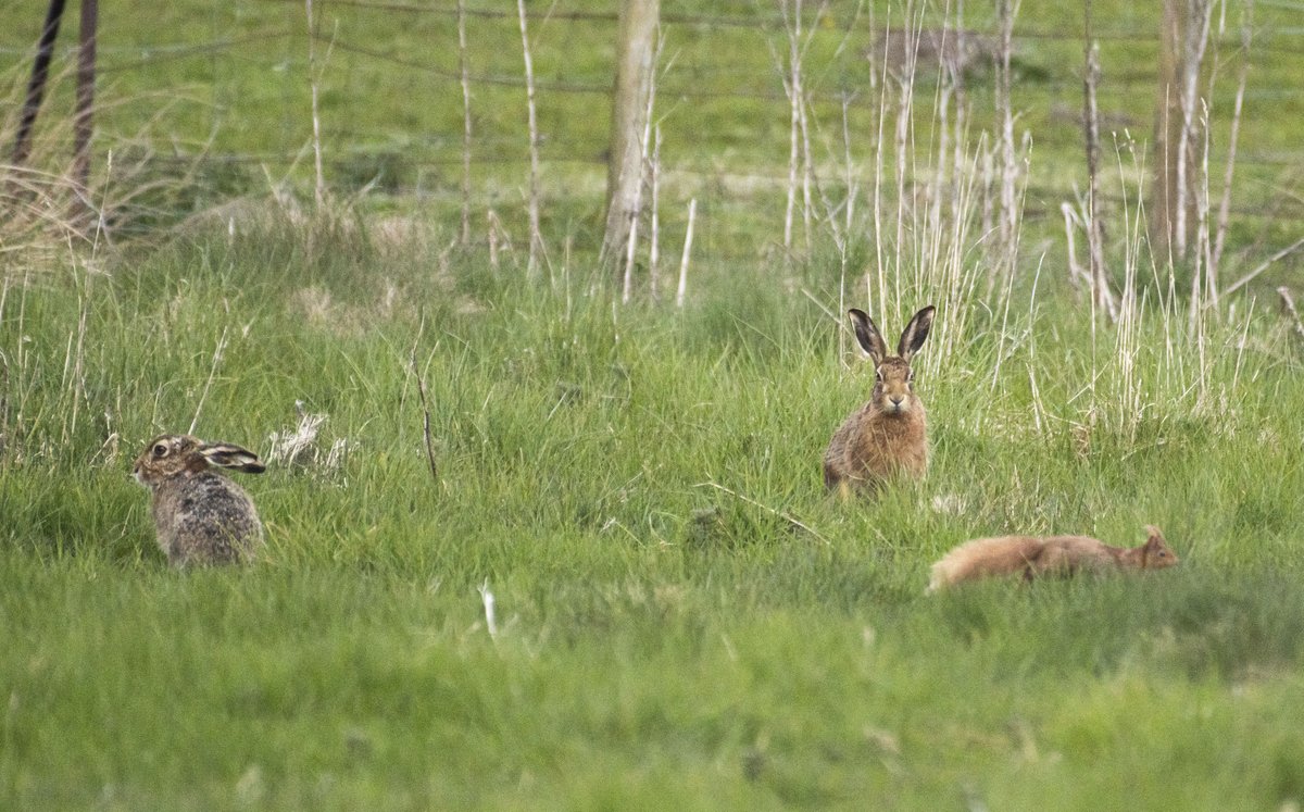 urbancyclist's tweet photo. There's always someone ready to photobomb a perfectly good photo and completely ruin it... #wildlife #fifewildlife #wildfife #brownhares #redsquirrels #smallholding #smallholdinglife https://t.co/1dKu3eNGtO