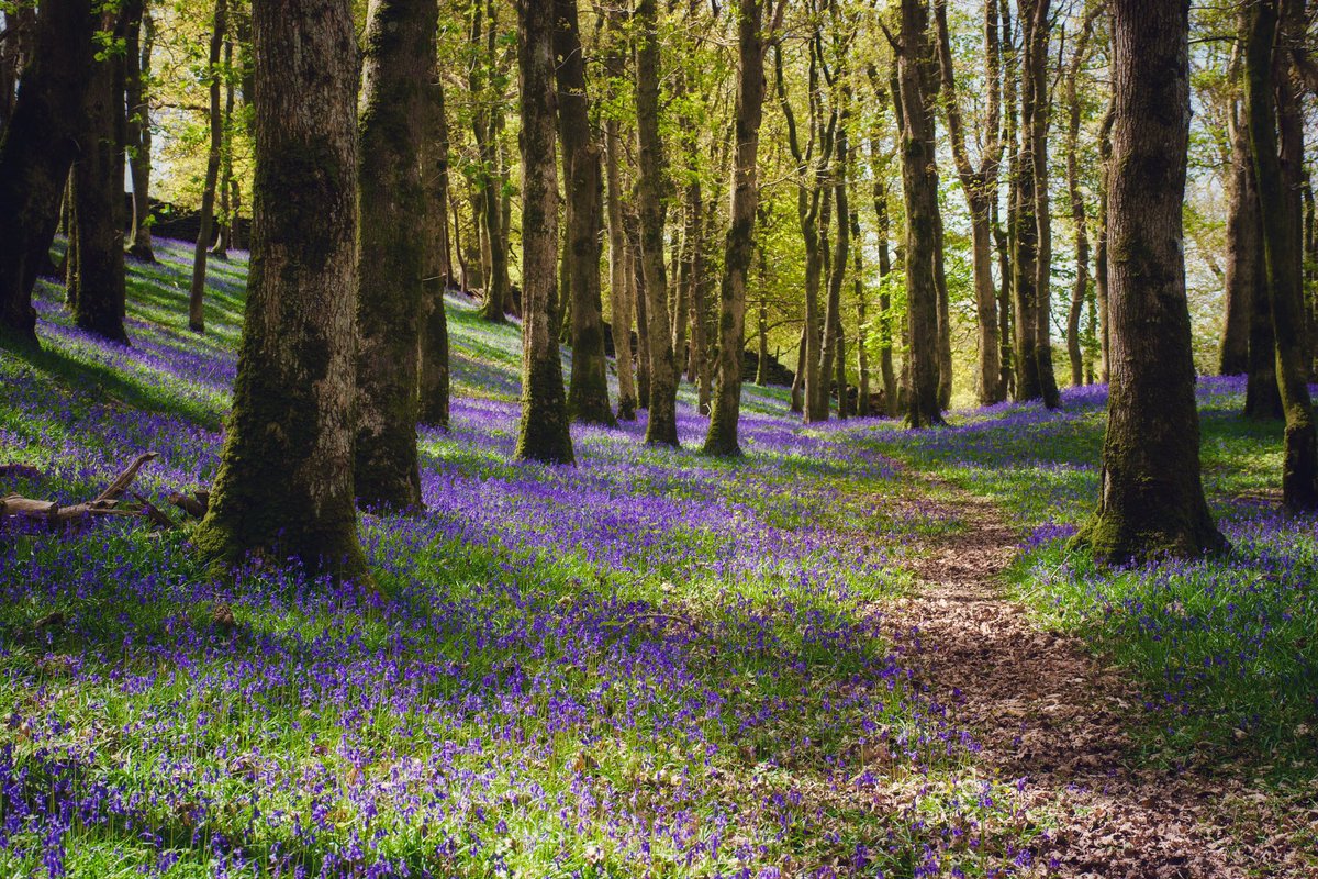 More bluebells from today in my little corner of North Wales