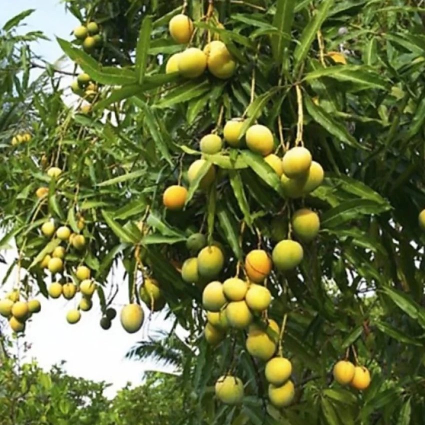 Have you ever tried #Biju Aam/#Mango? Biju is majorly found in the regions of Bihar & eastern India. These mangoes are small in size and can fit in your palm. It’s recommended to just squeeze and suck the pulp in your mouth directly from the fruit and then throw it out once done.…