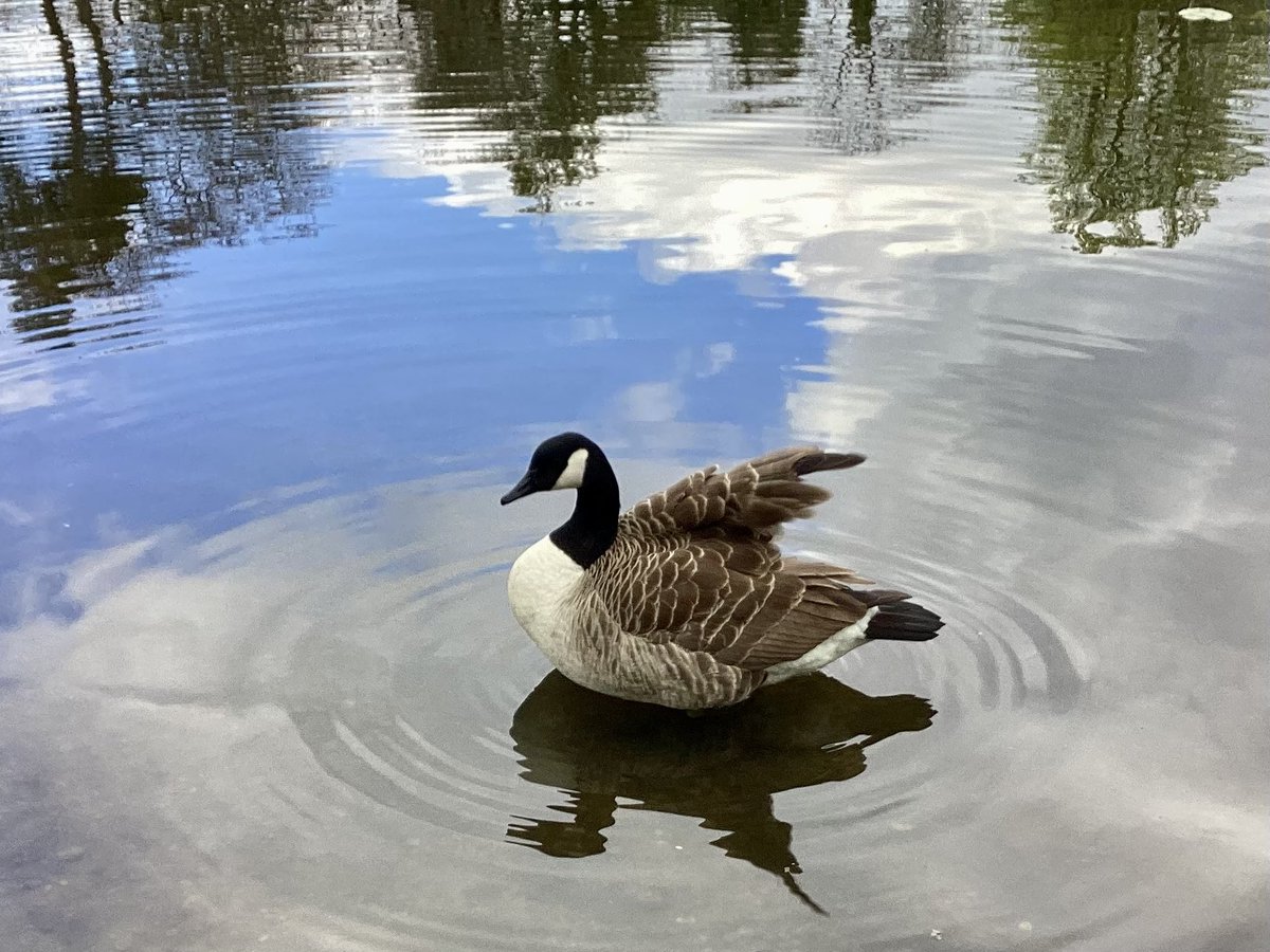 Canada goose at Keston Ponds. #sunday #keston @bbcweather @SallyWeather @ChrisPage90 @Natures_Voice