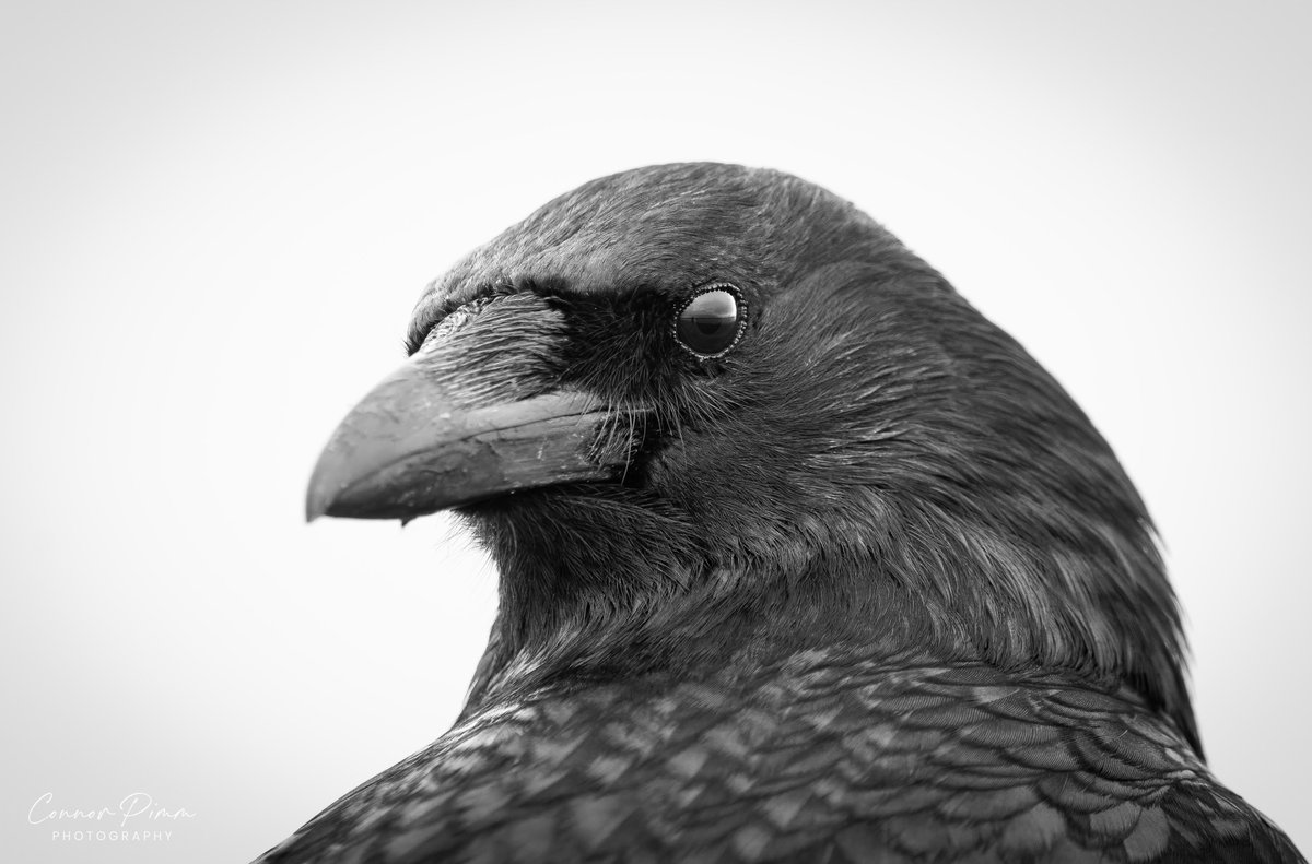 Monochrome portrait of a Crow at Farmoor today. One of a pair that are very tame @BTO_Oxfordshire @OOSbirding