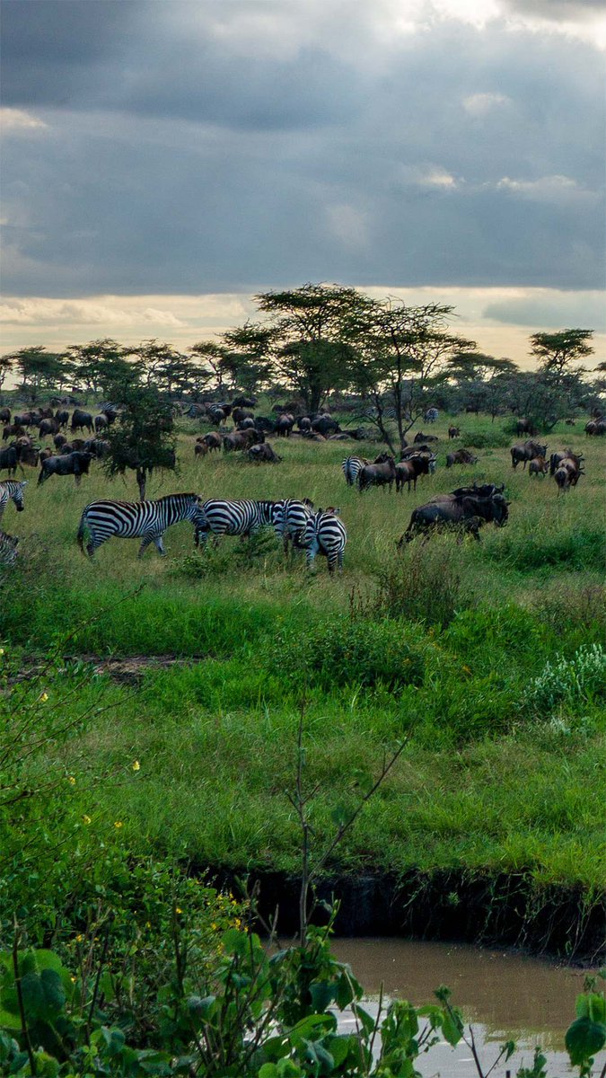This beautiful park and others are at risk from the #EACOP pipeline . #StopEACOP because nearly 2000sq km of protected wildlife habitats in Tanzania and Uganda are under threat . Let’s choose clean energy #Faiths4Climate #KeepTheOilInTheGround @GreenFaith_Afr