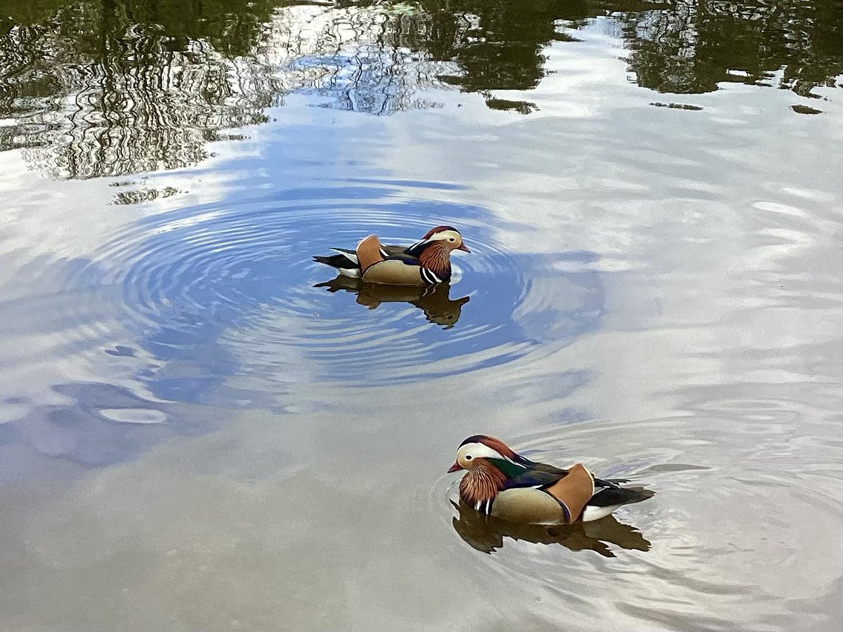 Surprised and delighted to see five mandarins today at Keston Ponds, here are two of them. #keston #sunday @ianyoung33 @Natures_Voice @SallyWeather @ChrisPage90