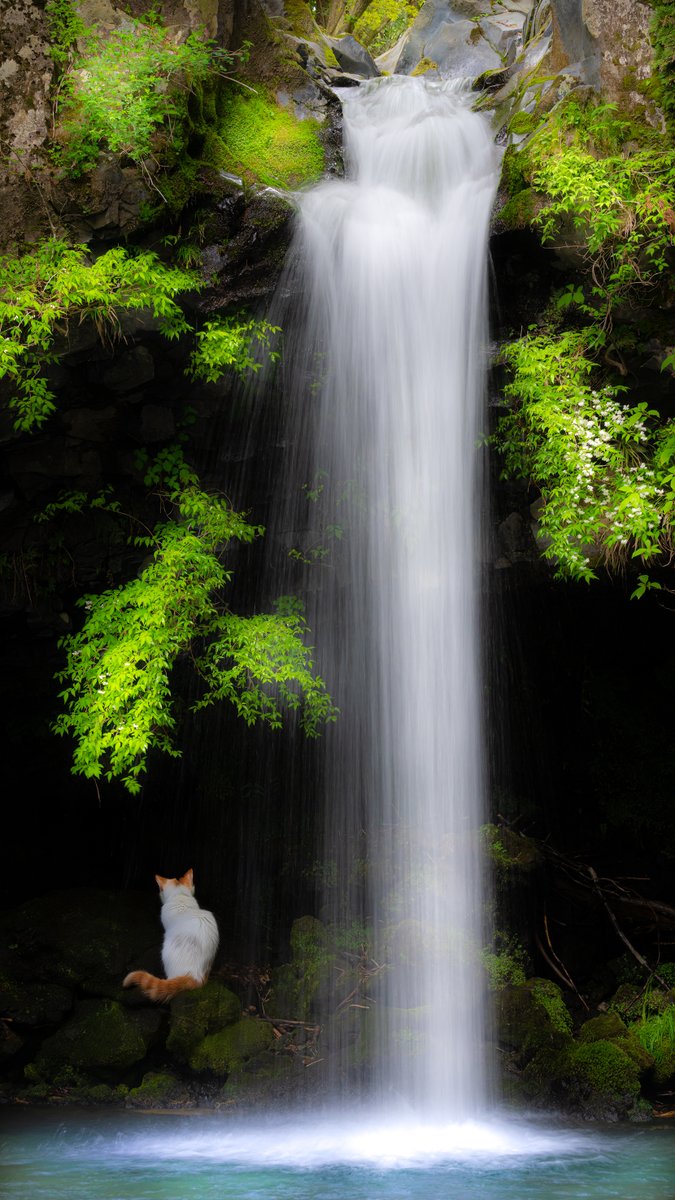 静岡県富士宮市「陣馬の滝」 富士山麓の冷たい湧水で水遊びできます✨ 鎌倉時代に源頼朝が一夜の陣をした場所📷 #nature #自然