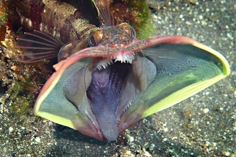 Oceanfilly's tweet photo. Marine animals with ridiculous names, a thread. First up, Sarcastic Fringehead. https://t.co/FZ4LnnIIse