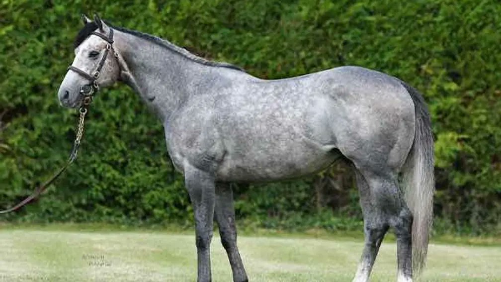 A landmark Classic success in Italy for young sire and breeders on the up. Havana Grey's daughter Beenham won the Premio Regina Elena, a first Classic winner for breeders Conor Quirke and Kathryn Birch. Read more here 👇 bit.ly/3JCoEmr