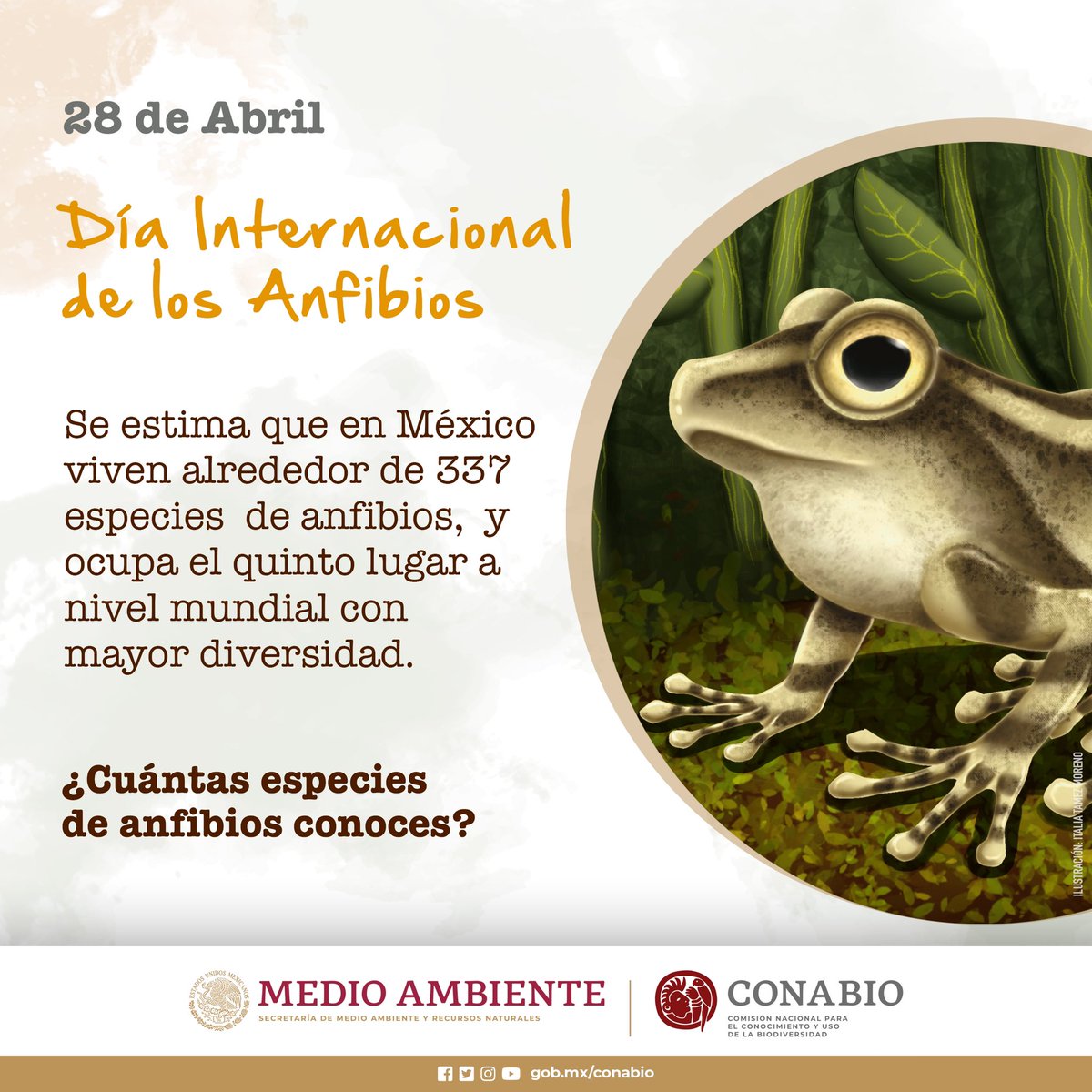 CONABIO's tweet photo. Día Internacional de los Anfibios
Se estima que en México viven alrededor de 337 especies de anfibios, y ocupa el quinto lugar a nivel mundial con mayor diversidad.
¿Cuántas especies de anfibios conoces?

https://t.co/JJIgsYAHbt https://t.co/vw8EGM0YhM
