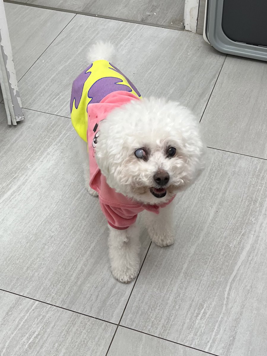 my boss’s elderly dog is wearing a patrick star costume lmao