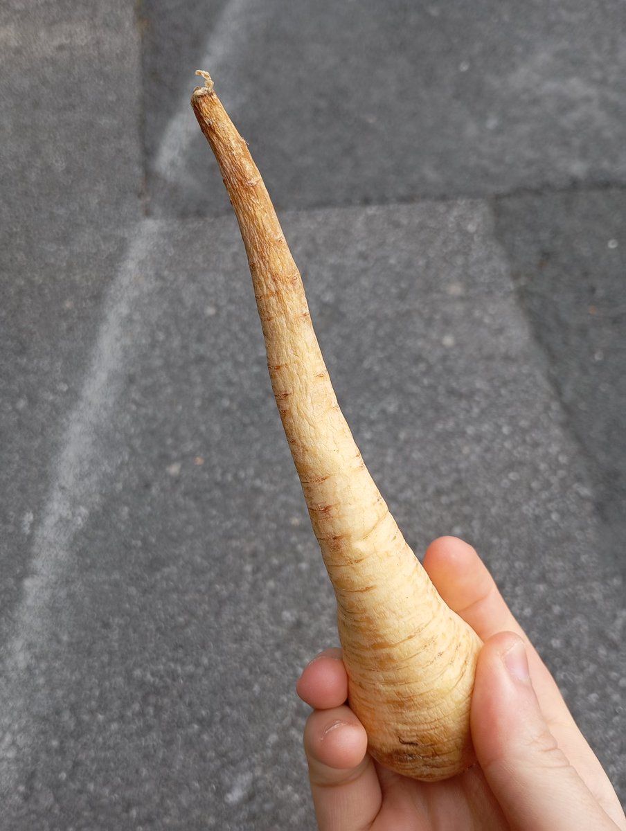 i love how bendy and soft parsnips get when they start to rot 😍